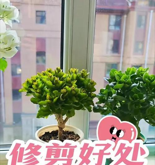 月季开花后的修剪技巧（让你的月季焕发新生—修剪月季的正确方法）