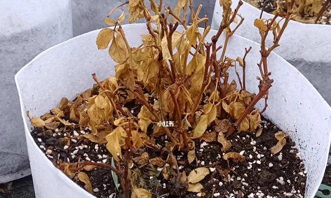 如何拯救干枯的盆栽月季（救命水）
