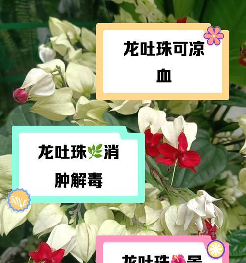 以龙吐珠养护指南（掌握正确方法，让你的珍珠焕发光彩）
