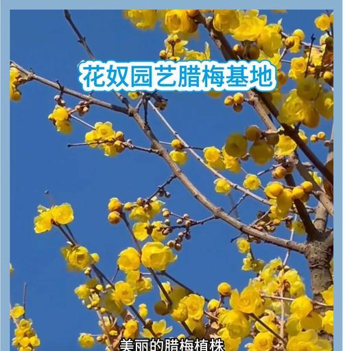 腊梅的养殖方法和注意事项（打造迷人的腊梅花园，轻松掌握养殖要点）