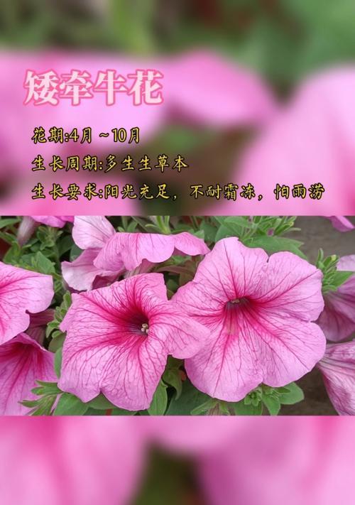 可爱花语，展现生命之美（探寻可爱花语的魅力世界，赞叹花开花落的生命之美）