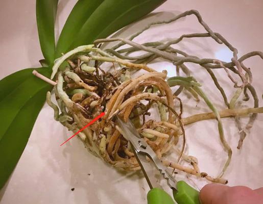 蝴蝶兰修根及栽植的步骤与技巧（打造健康蝴蝶兰）