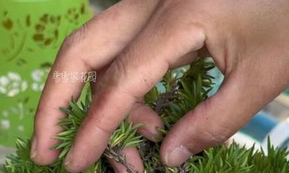 以芝樱怎么种植（栽培技巧与关键步骤）
