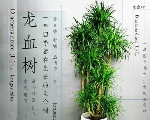 龙血树适合放客厅的位置与注意事项