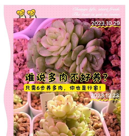 多肉长疯了怎么修剪（技巧和步骤让你的多肉重新恢复健康）