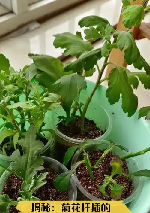 菊花扦插快速生根方法（掌握这些技巧，菊花扦插10天内就能长出嫩芽！）