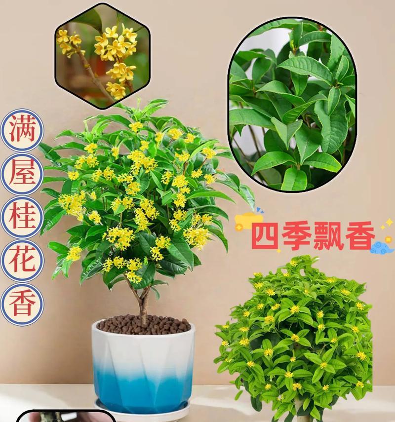 四季桂花的种植与养护（打造四季芳香，享受桂花的美丽与魅力）