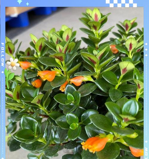 小金鱼花的养殖指南（细致照料让小金鱼花盛开绽放）