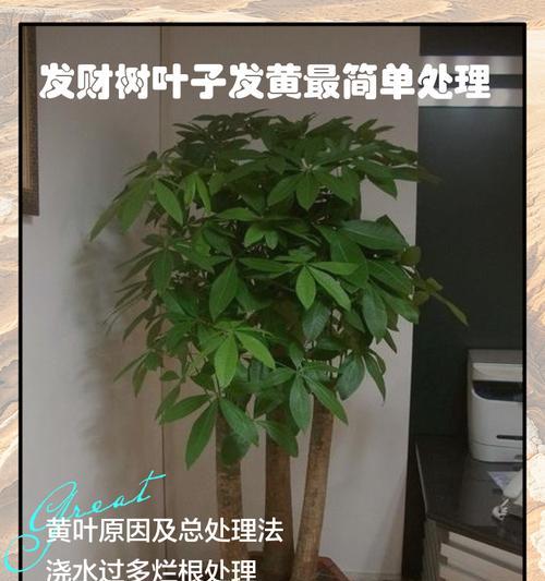 为什么以水养一帆风顺的叶子会发黄(水的含量是关键,叶子的颜色告诉你它们的状态)
