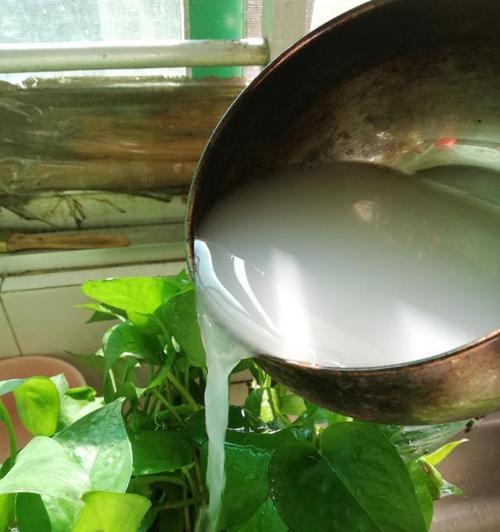奶茶能否浇绿萝？（探究奶茶和绿萝的奇妙结合，为你揭秘奶茶浇绿萝的奥秘）