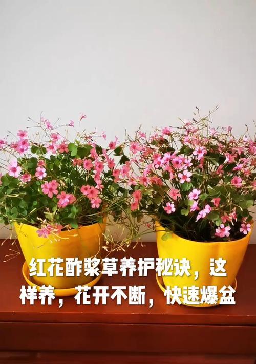 红花冬季养护指南（打造艳丽花海，红花是首选）