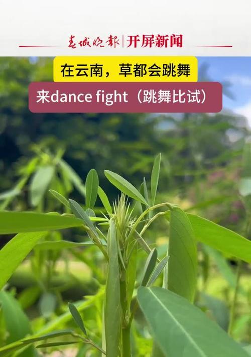 跳舞草的养护指南(让你的跳舞草健康茁壮,绽放美丽)