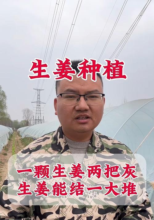 生姜种植条件与栽种气候条件（打造优质的生姜种植环境）