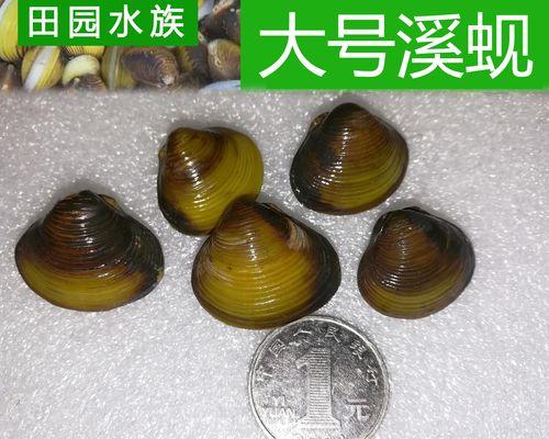 贝壳养殖的技巧与方法（从养殖环境到饲养管理，教你打造成功的贝壳养殖场）