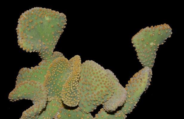 黄毛掌开花的花期及特点（探究黄毛掌花期、花朵特点及栽培方法）