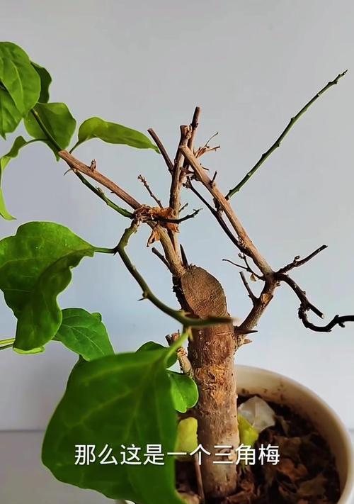 三角梅是落叶植物吗？答案揭晓！（一探三角梅的落叶特征及其生长习性）