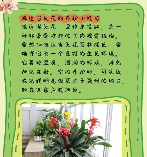 黄了的鸿运当头花（揭示黄变的原因及应对之策）