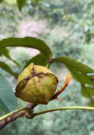 核桃(种植管理、产量、加工利用、市场前景及健康价值)