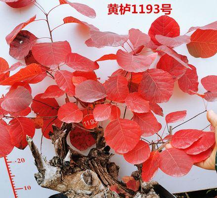 黄栌盆景开花的特点和养护方法（如何打造一株花团锦簇的黄栌盆景？）