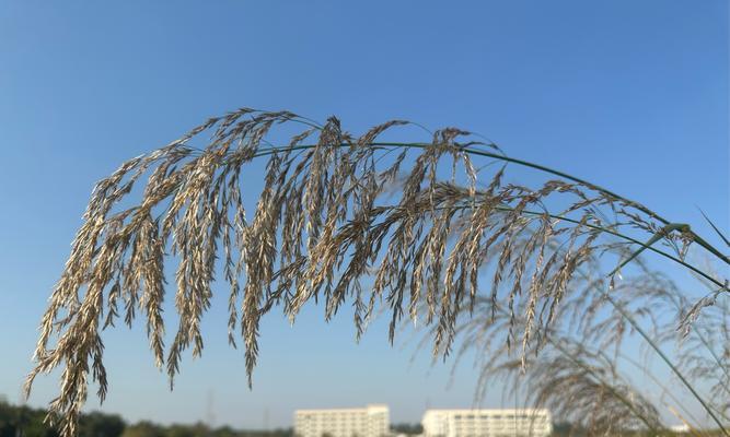 芦苇的形态特征和生长环境（探究芦苇的外形特征与栖息地）