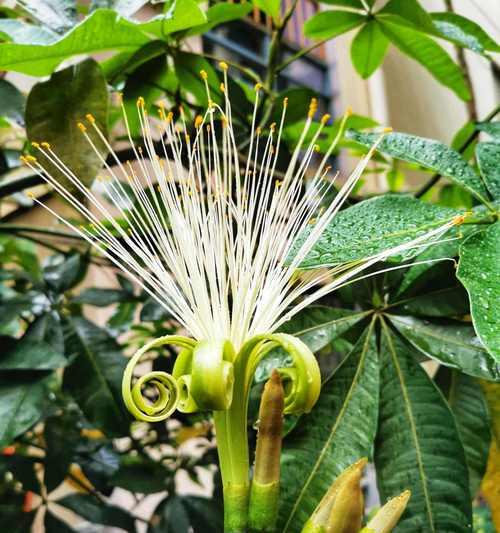 花卉招财神（探秘代表发财的花卉）