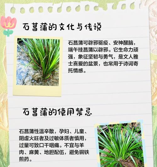 石菖蒲的单子叶植物身份揭秘！（探究石菖蒲的植物结构，解读其单子叶植物的身份）
