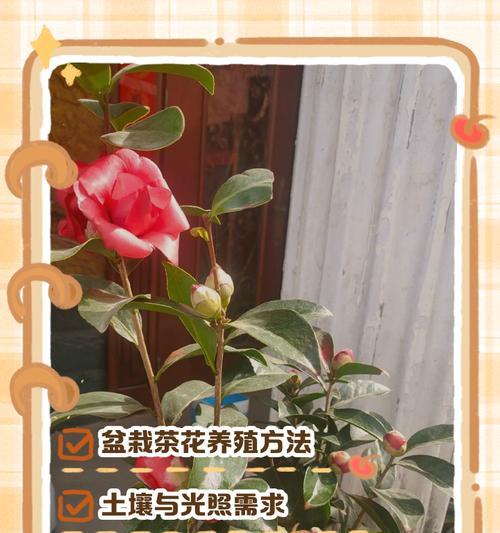 如何让山茶花安全过冬(关于山茶花过冬的保护措施及注意事项)