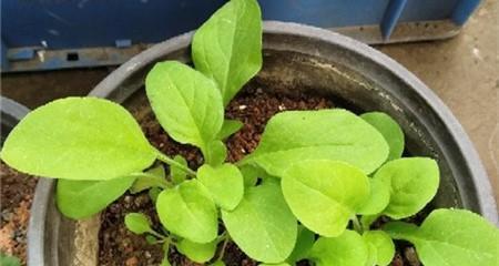 矮牵牛冬季种植方法（如何让矮牵牛过一个舒适的冬天？）