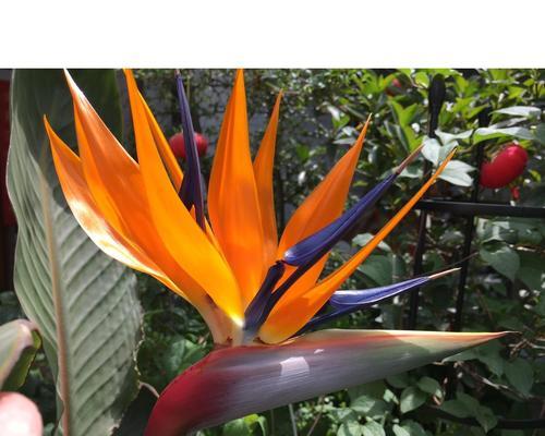 鹤望兰开花时间有何特点？（探寻鹤望兰开花周期与环境关系）