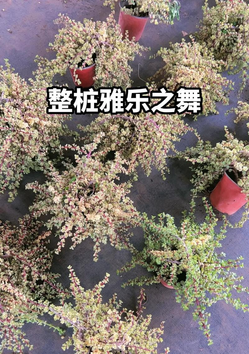 以雅乐之舞轻松插杆，舞出身手灵巧（体验雅乐之舞的魅力，学习插杆技巧）