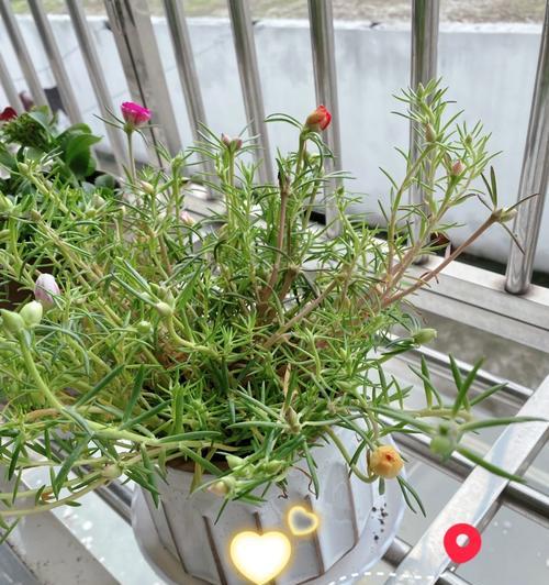 非洲菊浇水后叶黄的原因与处理方法（揭秘非洲菊叶黄的成因及有效应对方法）
