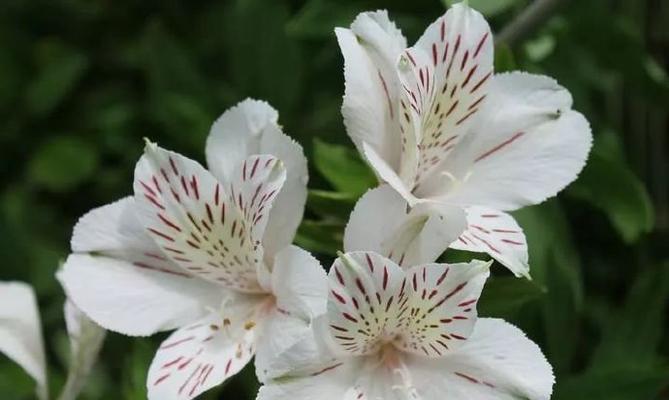 六出花花期及其特点（探秘六出花的开花时间、颜色与形态）