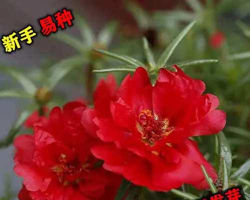 如何种植不死花，让花园永远鲜艳如昔（种植不死花的关键技巧和注意事项，让你轻松打造美丽花园）