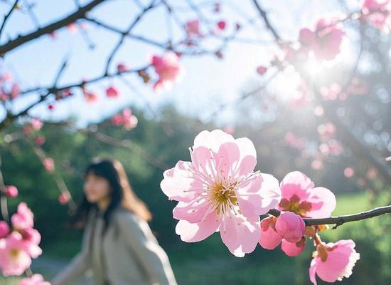 梅花开放的奇妙经历（那些见证梅花盛开的人们）
