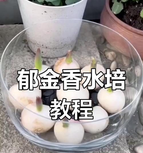 以郁金香水培养殖方法（简单又有效的种植技巧，让你轻松打造美丽花园）
