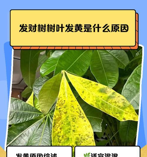 如何养护发财树叶黄，让其茂盛生长（发财树叶黄养护技巧，轻松打造茂盛绿意盎然的园林景观）