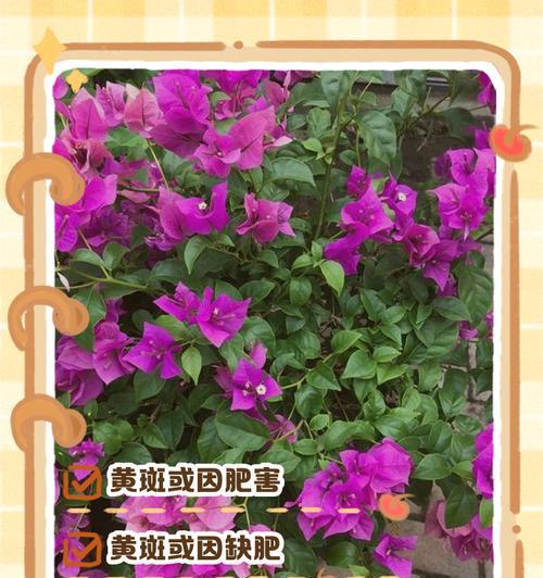 三角梅黄叶现象解析（探究三角梅叶子变黄的原因及应对方法）