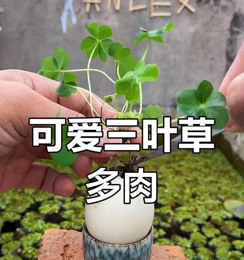 多肉花卉的饮食指南（探索多肉植物的营养需求，为您的多肉花卉提供最佳的饮食方案）