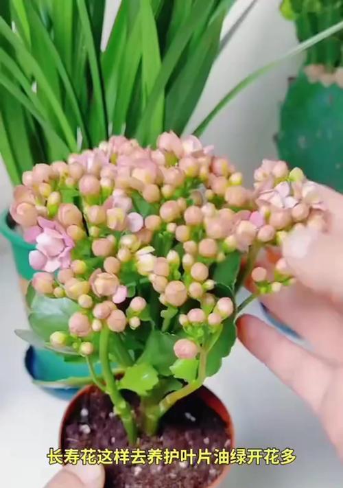 长寿花的栽培指南（轻松养护长寿花，延年益寿如此简单）