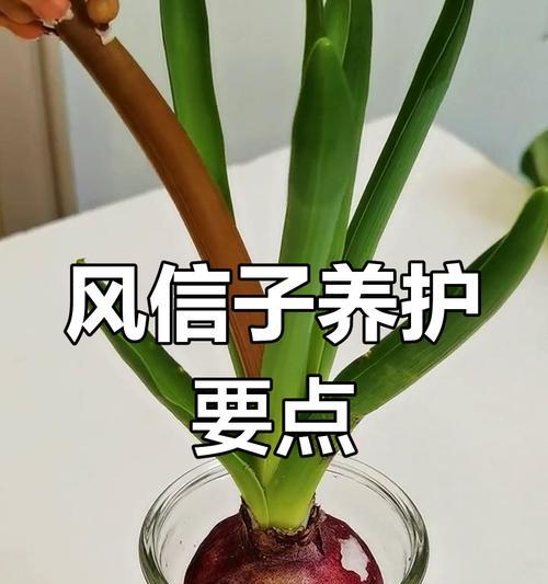 怎样处理冻坏的风信子花？（救救这些冻坏的花朵吧！）