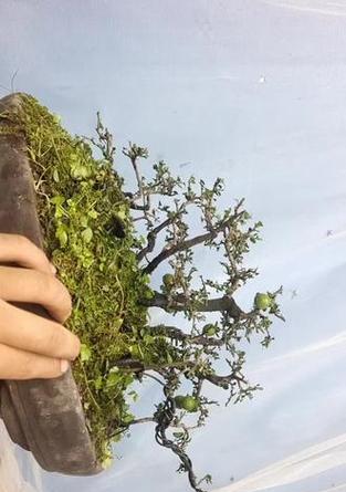 阴芽金弹子种植指南(掌握金弹子种植技巧,享受高产丰收)