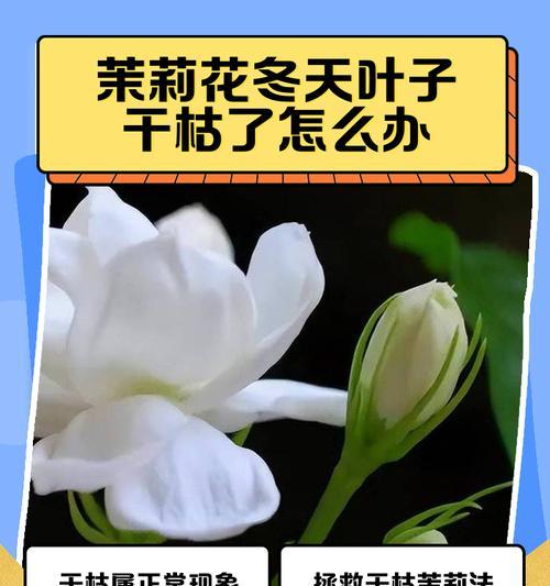 花得枯叶病的处理方法（预防与治疗，让花朵重获生机）