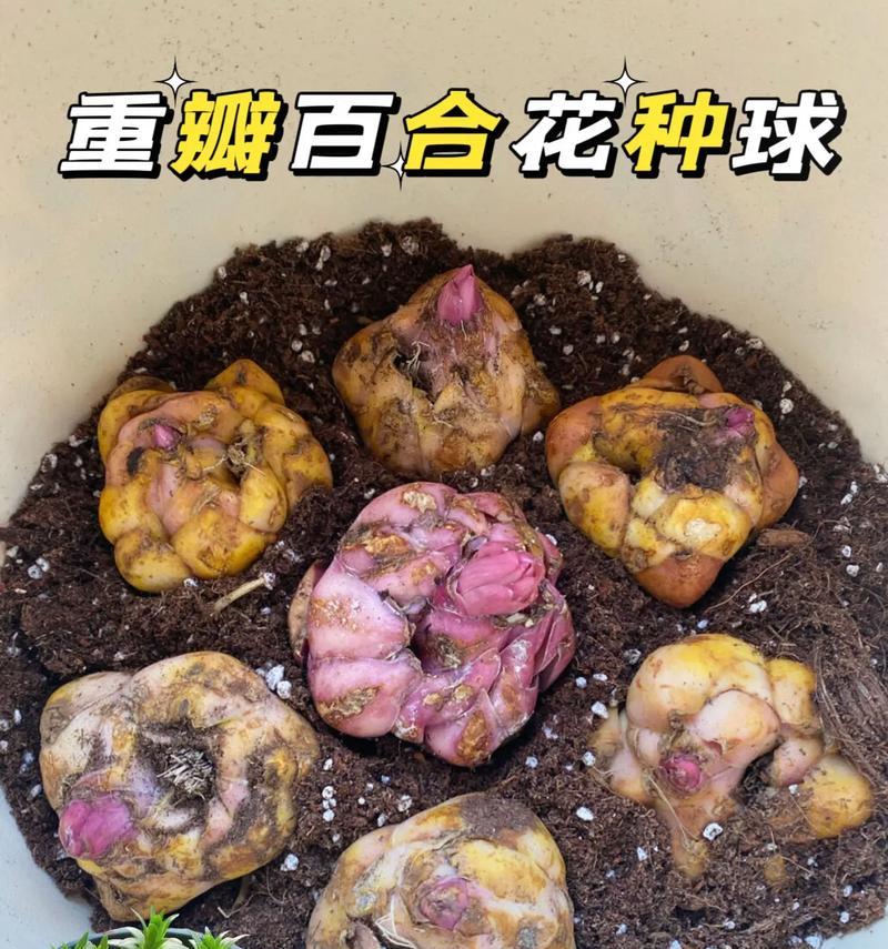 百合球的种植技巧及注意事项（打造美丽花园，从百合球开始）