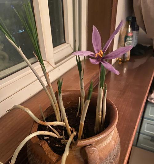 藏红花花叶的泡法与功效（从古到今，探寻藏红花花叶的神秘力量）