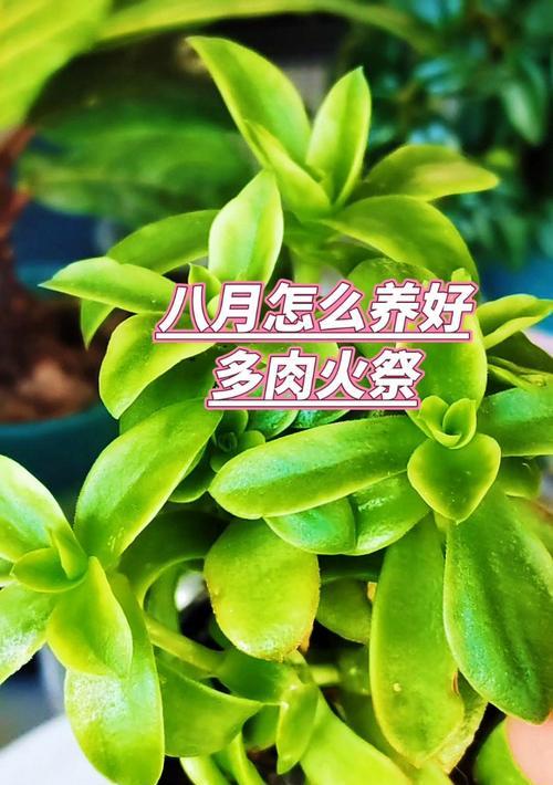 以火祭多肉植物怎么养殖(打造迷人的火焰美景,分享火祭多肉植物养殖心得)