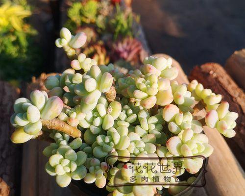劳尔多肉——一种好养又美丽的多肉植物(劳尔多肉的养殖方法及要点)