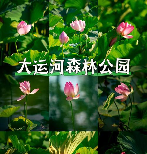 君荷花的开花频率及养护技巧（解密君荷花一年开几次花，让你的花园美丽不停歇）
