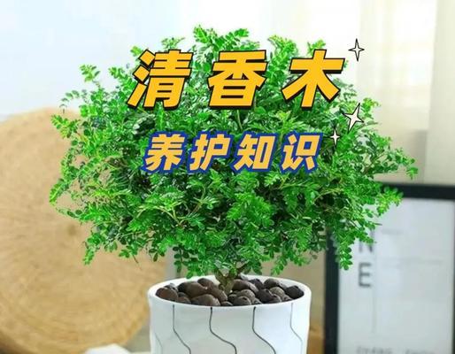 草胡椒的用途与使用技巧（探索草胡椒的无穷魅力及健康益处）