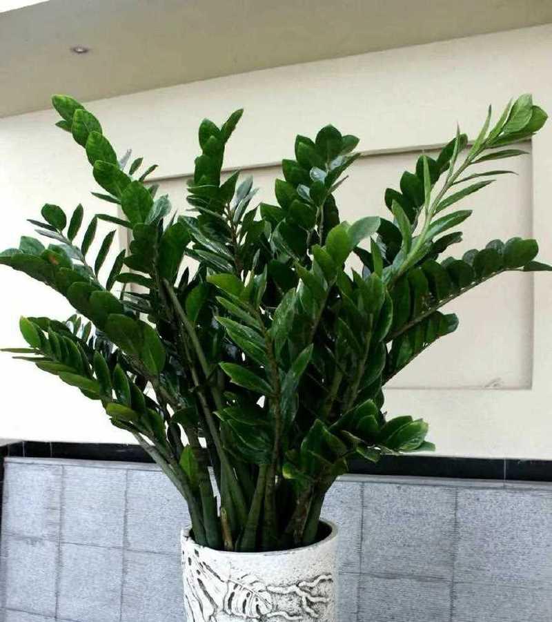 如何养一棵茂盛的金钱树（金钱树养护技巧大揭秘）