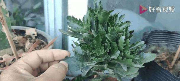 长寿花开花修剪指南(打造美丽庭院的秘诀与技巧)
